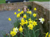 Abi & the daffs ... !