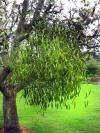 a fabulous bunch of mistletoe in the walled garden @ Barrington Hall