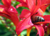 a thirsty bee taking a long drink on a wonderfully hot & sunny day