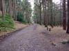 in the depths of the woods at Lickey Hills