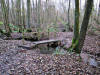 in the depths of Blebell Wood @ Clent hills