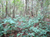 Bluebell Wood near Clent Hills - September 2001