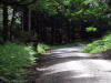 our first glimpse of a deer in the Wyre Forest