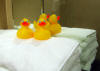 I could have brought 'Jack Duck' with me - I didn't know his cousins would be here!