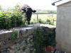 a cow looks over the wall where we were sitting reading