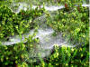 an intricate spider's web - on ferns over the Malvern Hills